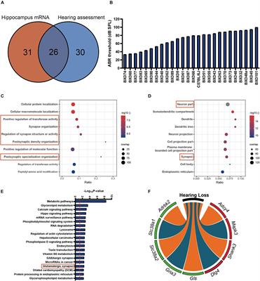 Hippocampal Transcriptome-Wide Association Study Reveals Correlations Between Impaired Glutamatergic Synapse Pathway and Age-Related Hearing Loss in BXD-Recombinant Inbred Mice